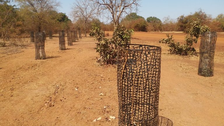 Le PIDACC a soutenu la plantation de 40 000 plants dans les forêts des communes Baskouré et de Kando (région du Centre-est)